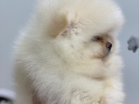 Irkının En Güzeli Orijinal Ayı Surat Garantili Pomeranian