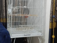 5 yas üst düzey konuşma ve tüy yapılı jako papağanı