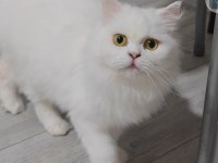 British longhair yetişkin dişi