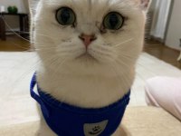 Scottish fold oğlumuz pamuğa aile arıyoruz