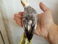 Yavru sultan papağanı