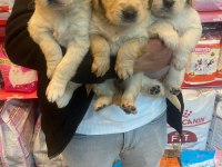 Bebek yüzlü golden retriever bebekler