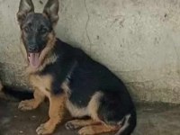 Alman kurdu yavru köpekler