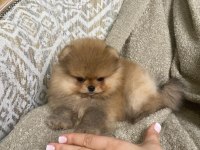 POMERANİAN BOO YAVRULARIMIZ YENİ YUVASINI ARIYOR