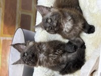 Black smoke maine coon