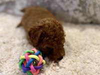 Kore Toy Ve Tea Cup Poodle