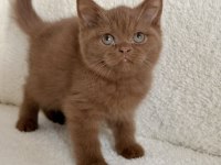 Safkan British Shorthair Cinnamon dişi yavru