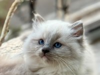 Yurt Dışından Anne ve Baba Şecereli Ragdoll Yavru