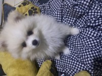 6 aylık aşıları bitmiş dişi pomeranian boo