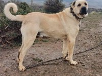 Büyük ırk kangal