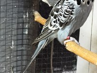 Üst vasıf Show muhabbet yavru ve anaçlar mevcut