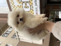 Pomeranian Teddy Bear 