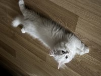 2 chinchilla kedim olduğu için sahiplendiriyorum