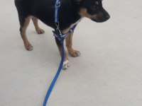 Pinscher 10 aylık köpeğimiz