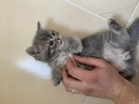 Yavrularımıza yuva arıyoruz british shorthair