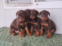 DOBERMAN YAVRULARIM SAĞLIK VE IRK GARANTİLİDİR