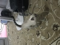 2 aylık kedimize yeni yuva