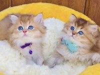 Üst düzey golden british longhair