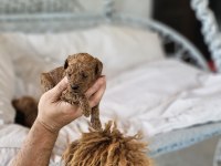 Orijinal toy poodle bebekler