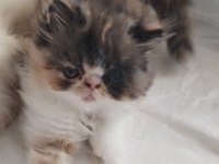 CFA KAYITLI ANNE VE BABA YAVRU İRAN KEDİSİ