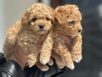 Ruhsatlı Çiftlikde Ziyarete Açık Tea Cup Kore Maltipoo