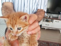 Terk Etmişler Sarman Miniği