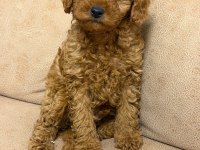 Orjinal Toy Poodle Yavruları Aşılı Yasal Satış Belgeli