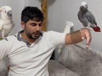 Kakadu isteyen varsa buyursun kapımız açıktır