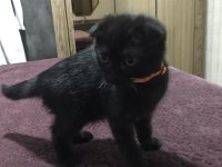 Yavru scottish fold