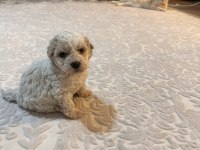 2 aylık Toy Poodle Maltipoo