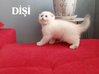 British Shorthair Kediler
