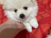 2 Dişi Pomeranian Spitz - Show Line Gülen Yüz Hatlı