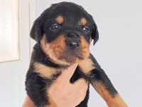 A Kalite Rottweiler Yavrularım