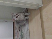BRİTİSH CAT GRİ ERKEK