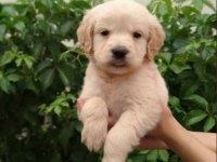 Irk Ve Sağlık Garantili Golden Retriever Yavrular