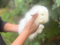 1 aylık hollanda lop tavşanı