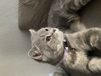 2 yaşındaki dişi british kedimi sahiplendirmek istiyorum