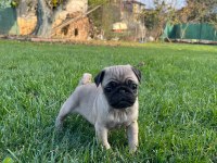 Pug Yavru