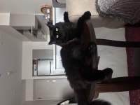 Maine Coon Erkek Kedi – Çiftleşme İçin Eş Arıyor