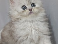 Dişi Yavru Chinchilla