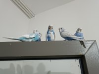 5 Adet Muhabbet Kuşu