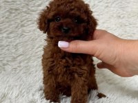 Biblo gibi poodle bebek