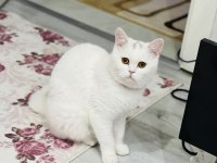 Evcil british shorthair