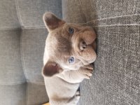 Harika Anatomi Harika French Bulldog Yavrular