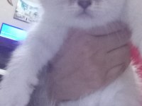 Sevimli scottish fold kediciklerim
