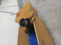 Koca kafa Macar rottweiler yavrular sahiplendirilecektir