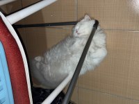 5 aylık erkek scottish fold