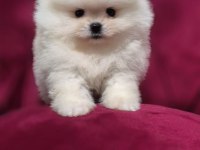 pamuk dişi erkek pomeranian