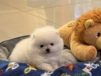 Pomeranian Boo Köpeği