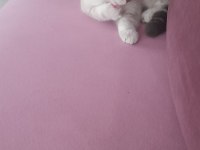 Sevimli british shorthair oğluşumuza yuva